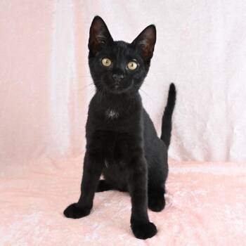Josie -  Domestic Short Hair Cat for Adoption in Mobile, Alabama - Josie | PetCurious