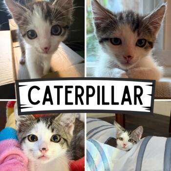 Caterpillar -  Domestic Short Hair Cat for Adoption in Orangevale, California - Caterpillar | PetCurious
