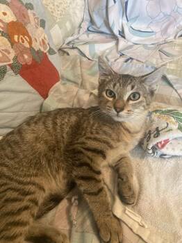 Epsom -  Domestic Short Hair Cat for Adoption in INDN HBR BCH, Florida - Epsom | PetCurious