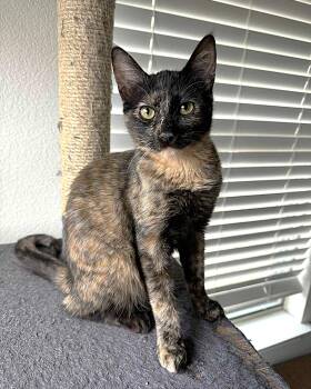 Soma (tortie) -  Tortoiseshell Cat for Adoption in Allen, Texas - Soma (tortie) | PetCurious