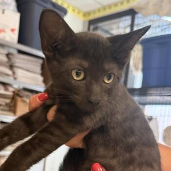 Belly Flop-C -  Domestic Short Hair Cat for Adoption in East St. Louis, Illinois - Belly Flop-C | PetCurious