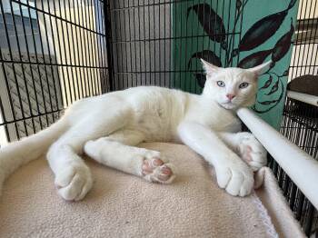 Coconut -  Siamese Cat for Adoption in Newport Beach, California - Coconut | PetCurious