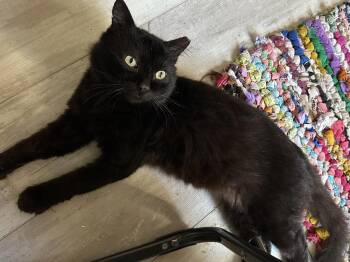 Rambo -  Domestic Medium Hair Cat for Adoption in Panama City, Florida - Rambo | PetCurious