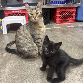 Freda & Felix -  Domestic Short Hair Cat for Adoption in Waynesburg, Pennsylvania - Freda & Felix | PetCurious