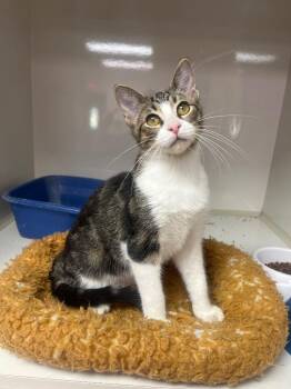 Scallion -  Domestic Short Hair Cat for Adoption in Corpus Christi, Texas - Scallion | PetCurious