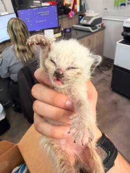 Siamese Cats Available for Adoption in Richland Hills, Texas - Harley Quinn | PetCurious