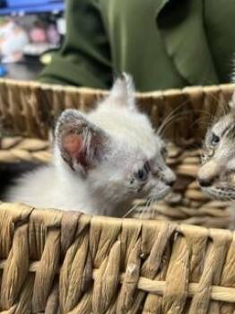 A377895 -  Domestic Short Hair Cat for Adoption in Stockton, California - A377895 | PetCurious
