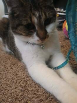 Domestic Short Hair Cats Available for Adoption - Scarlett | PetCurious