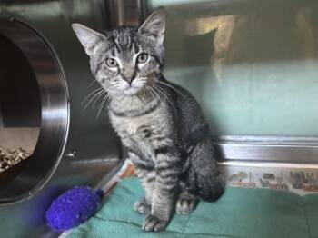 CREAM PIE -  Domestic Short Hair Cat for Adoption in Sacramento, California - CREAM PIE | PetCurious