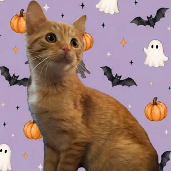 Caramello -  Tabby Cat for Adoption in Wyandotte, Michigan - Caramello | PetCurious