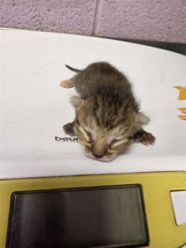 k3 -  Domestic Short Hair Cat for Adoption in El Paso, Texas - K3 | PetCurious