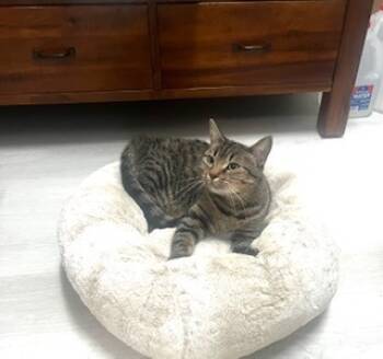 Rescue Domestic Short Hair Cats for Adoption in Bend, Oregon - Bella | PetCurious