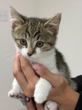 Domestic Short Hair Cats Available for Adoption in Vacaville, California - Gloria | PetCurious