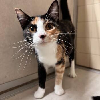 Eleven -  Domestic Short Hair Cat for Adoption in Waterloo, Iowa - Eleven | PetCurious