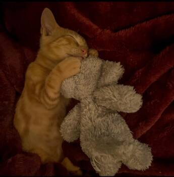 Domestic Short Hair Cats Available for Adoption in Christiansburg, Virginia - Honey Bee | PetCurious