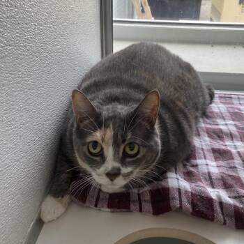 Katrina -  Domestic Short Hair Cat for Adoption in Binghamton, New York - Katrina | PetCurious