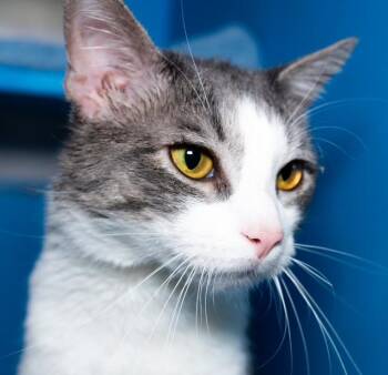 Domestic Short Hair Cats Available for Adoption - ROCKY | PetCurious