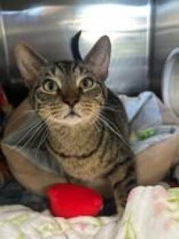 Carmelo -  Domestic Short Hair Cat for Adoption in Manitowoc, Wisconsin - Carmelo | PetCurious