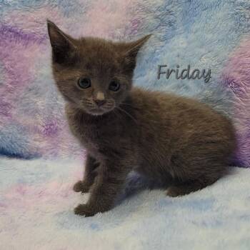 Domestic Short Hair Cats Available for Adoption in Parkersburg, West Virginia - Friday | PetCurious