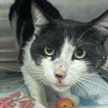 Colt -  Domestic Short Hair Cat for Adoption in Salt Lake City, Utah - Colt | PetCurious
