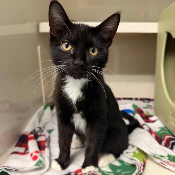 Free Willy -  Domestic Medium Hair Cat for Adoption in Watertown, New York - Free Willy | PetCurious
