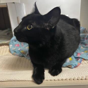 Domestic Short Hair Cats Available for Adoption - Jyn | PetCurious