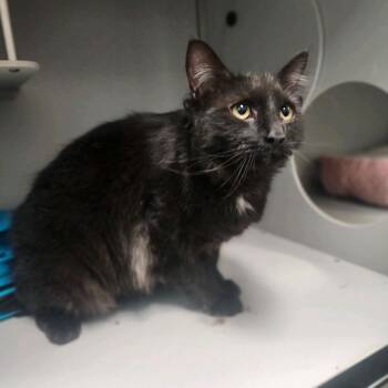 Domestic Long Hair Cats Available for Adoption in Columbus, North Carolina - Rocky | PetCurious