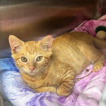 Smoogle -  Domestic Short Hair Cat for Adoption in Hinesville, Georgia - Smoogle | PetCurious