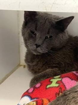 Domestic Short Hair Cats Available for Adoption - Greg | PetCurious