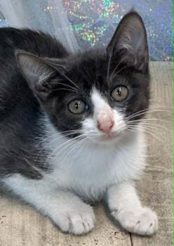 Tucker -  Domestic Short Hair Cat for Adoption in Shreveport, Louisiana - Tucker | PetCurious