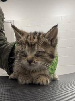 OLESYA -  Domestic Short Hair Cat for Adoption in Indianapolis, Indiana - OLESYA | PetCurious