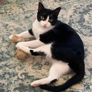 Rescue Domestic Short Hair Cats for Adoption in Eaton Rapids, Michigan - Mr Rogers 54425 (FIV+) | PetCurious