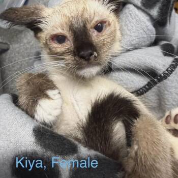 Kiya -  American Shorthair Cat for Adoption in Spring Hill, Kansas - Kiya | PetCurious