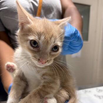Dusty -  Domestic Medium Hair Cat for Adoption in Milton, Florida - Dusty | PetCurious