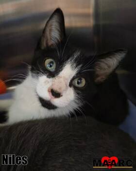 Niles -  Domestic Short Hair Cat for Adoption in Maryville, Tennessee - Niles | PetCurious