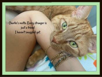 Rescue Domestic Short Hair Cats for Adoption in Winston-salem, North Carolina - Meet Charlie—where Love Is Loud And Snuggles Are Nonstop! | PetCurious