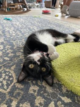 Domestic Short Hair Cats Available for Adoption in New Woodstock, New York - CORAL | PetCurious