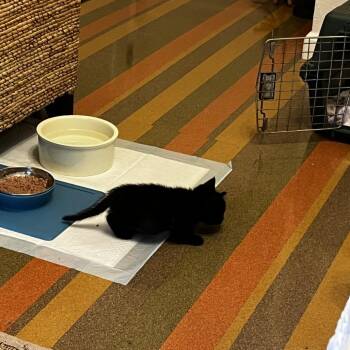 Eldritch 27 -  Domestic Short Hair Cat for Adoption in Austin, Texas - Eldritch 27 | PetCurious
