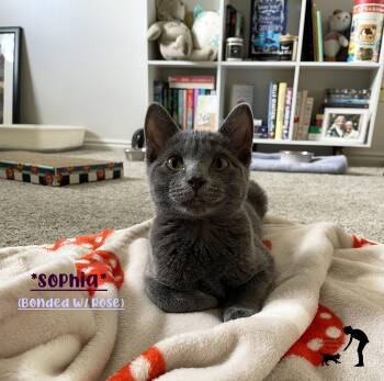 Sophia (Bonded with Rose) -  Domestic Short Hair Cat for Adoption in Centerville, Utah - Sophia (Bonded With Rose) | PetCurious