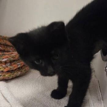 Domestic Short Hair Cats Available for Adoption in Voorhees Township, New Jersey - Ricki* | PetCurious