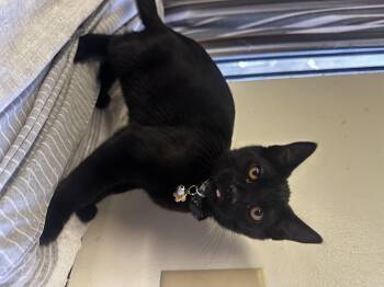 Felix -  Domestic Short Hair Cat for Adoption in Long Beach, California - Felix | PetCurious