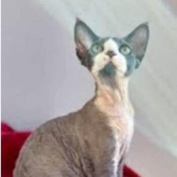 Lala -  Devon Rex Cat Available for Adoption in Woodmere, New York - Lala | PetCurious
