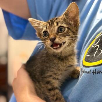 Fennel -  Domestic Short Hair Cat for Adoption in Fort Smith, Arkansas - Fennel | PetCurious