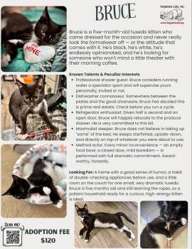 Bruce (FCID# 06/09/2026 - 39 Middletown PS) DC -  Tuxedo Cat for Adoption in Greenville, Delaware - Bruce (FCID# 06/09/2026 - 39 Middletown PS) DC | PetCurious