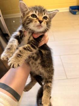 Stanley -  Domestic Short Hair Cat for Adoption in North Brunswick Township, New Jersey - Stanley | PetCurious