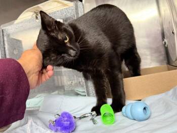 Abra -  Domestic Short Hair Cat for Adoption in New York, New York - Abra | PetCurious