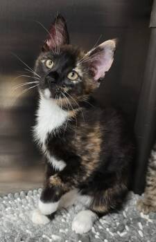 Domestic Short Hair Cats Available for Adoption in Lindenhurst, New York - 6-212 Tina | PetCurious
