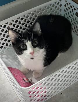 Tuxedo Cats Available for Adoption - Munchkin | PetCurious