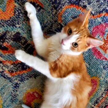 Glitch -  Domestic Medium Hair Cat for Adoption in San Antonio, Texas - Glitch | PetCurious