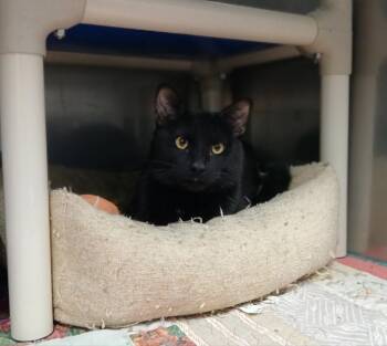 Domestic Short Hair Cats Available for Adoption - Vader | PetCurious